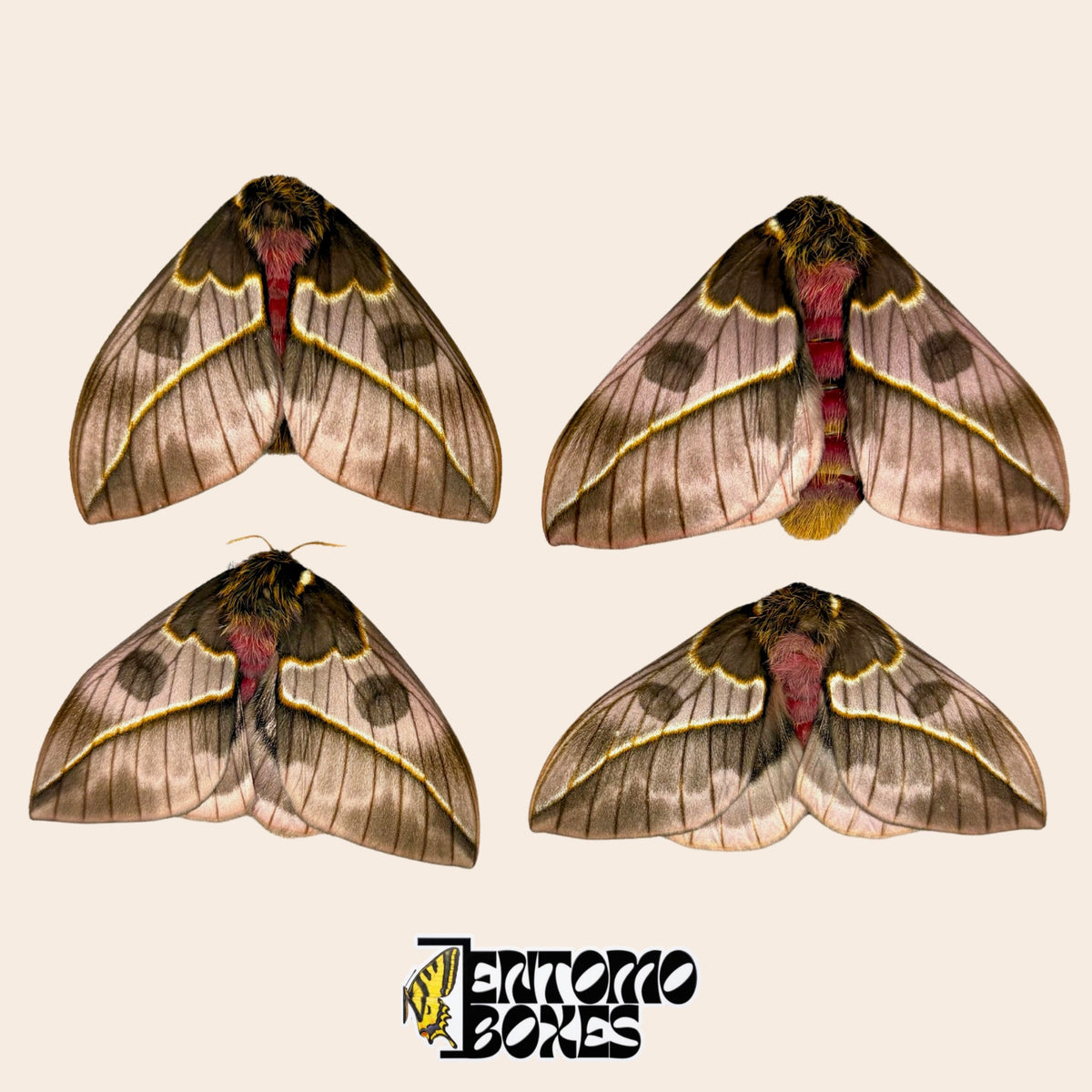 Automeris frankae specimens, papered closed wings, grey-brown wings with yellow stripes and red body, EntomoBoxes