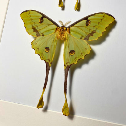 argema mimosae in frame