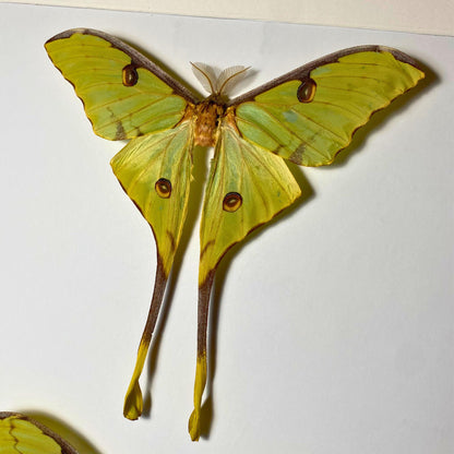 argema mimosae in frame