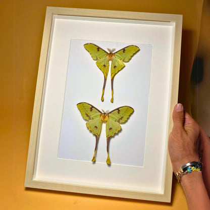 argema mimosae in frame