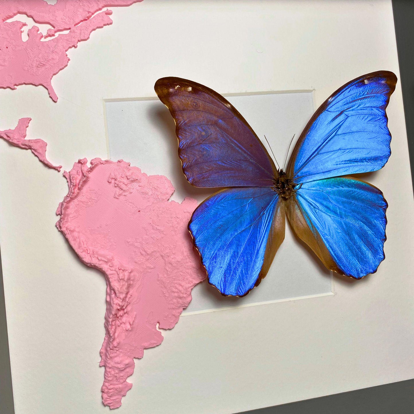 morpho didius tropical papillon dans un cadre avec 3D printed map de south america