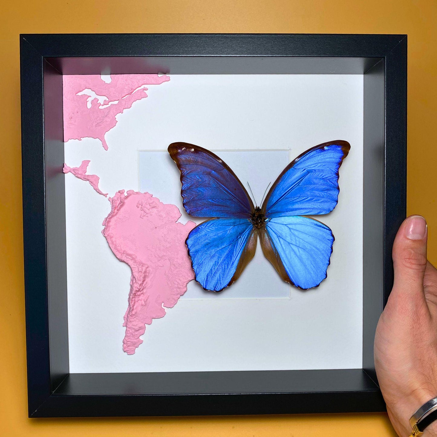 Morpho didius Giant bleu Morpho papillon spécimen étalé, l'une des plus grandes espèces de Morpho