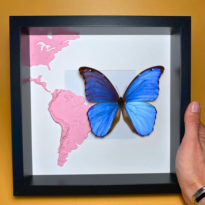 Morpho didius Giant bleu Morpho papillon spécimen étalé, l'une des plus grandes espèces de Morpho