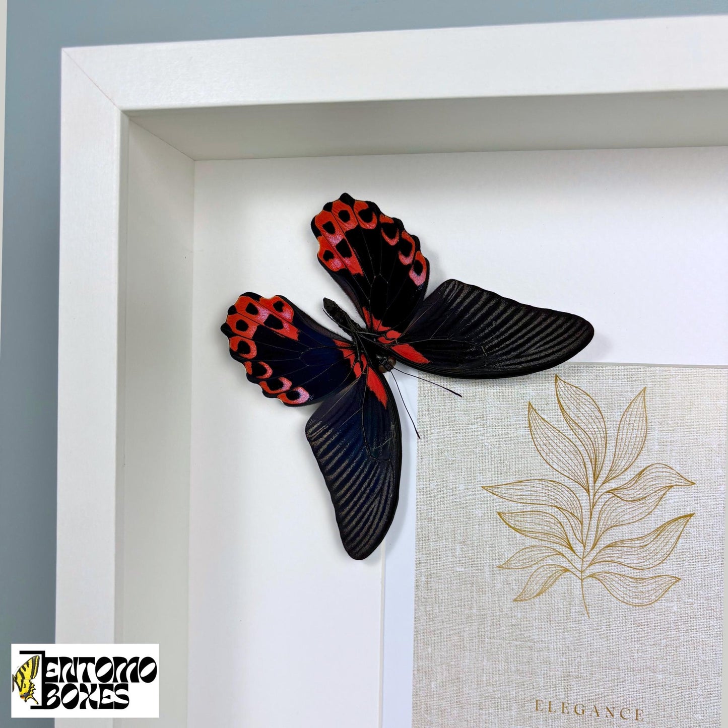 frame pour photos avec papillon