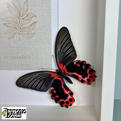 picture frame avec papillons