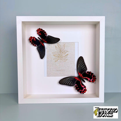 photo frame avec papillons
