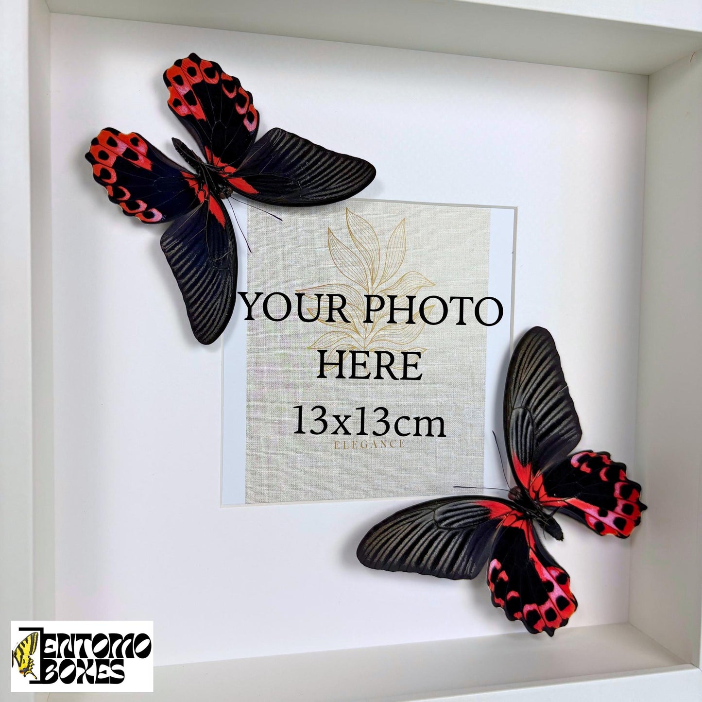 photo frame avec véritable papillons