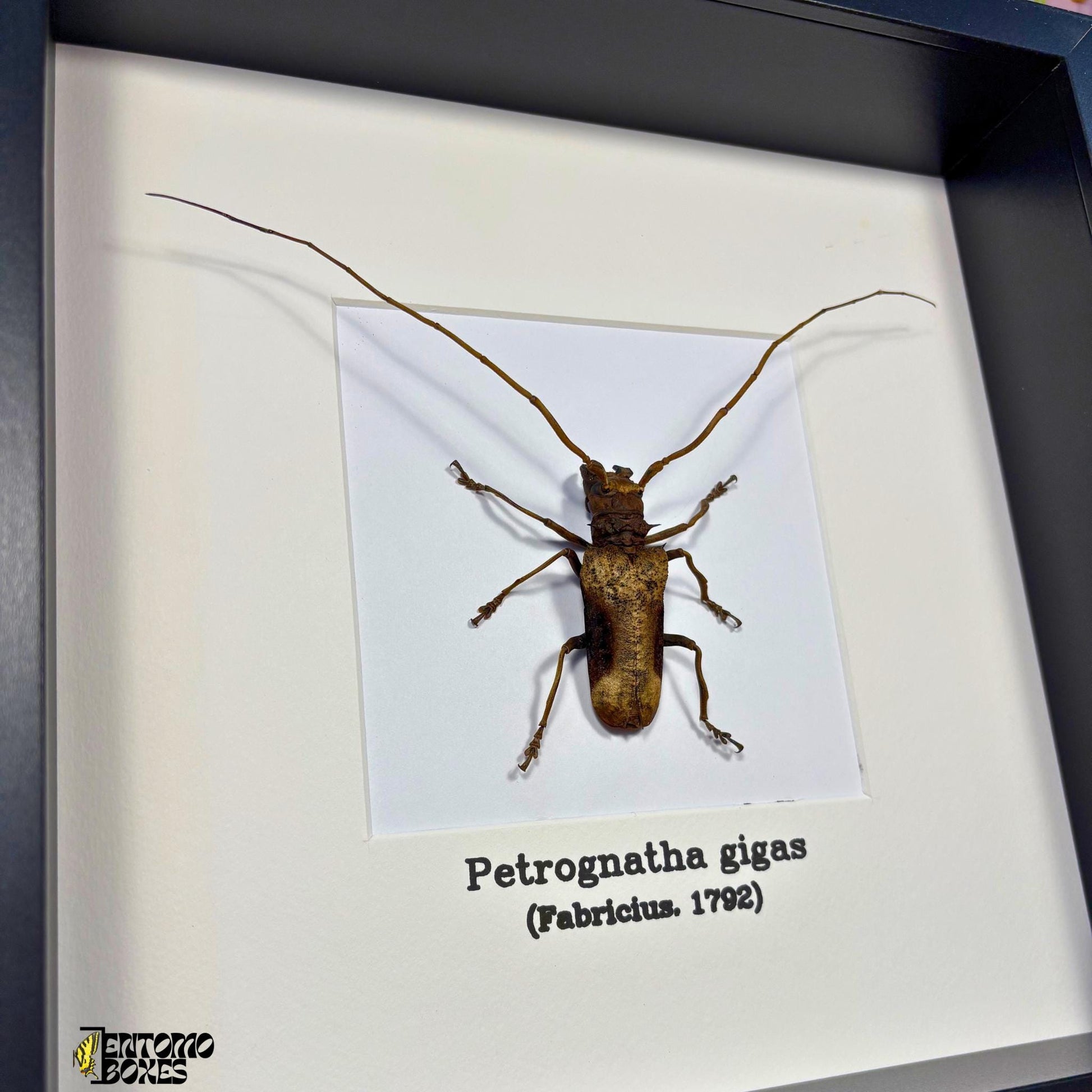 Petrognatha gigas in frame longhorn beetle (etsy image id: 7441450110)