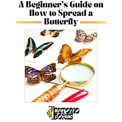 butterfly collection guide (etsy image id: 7654366248)