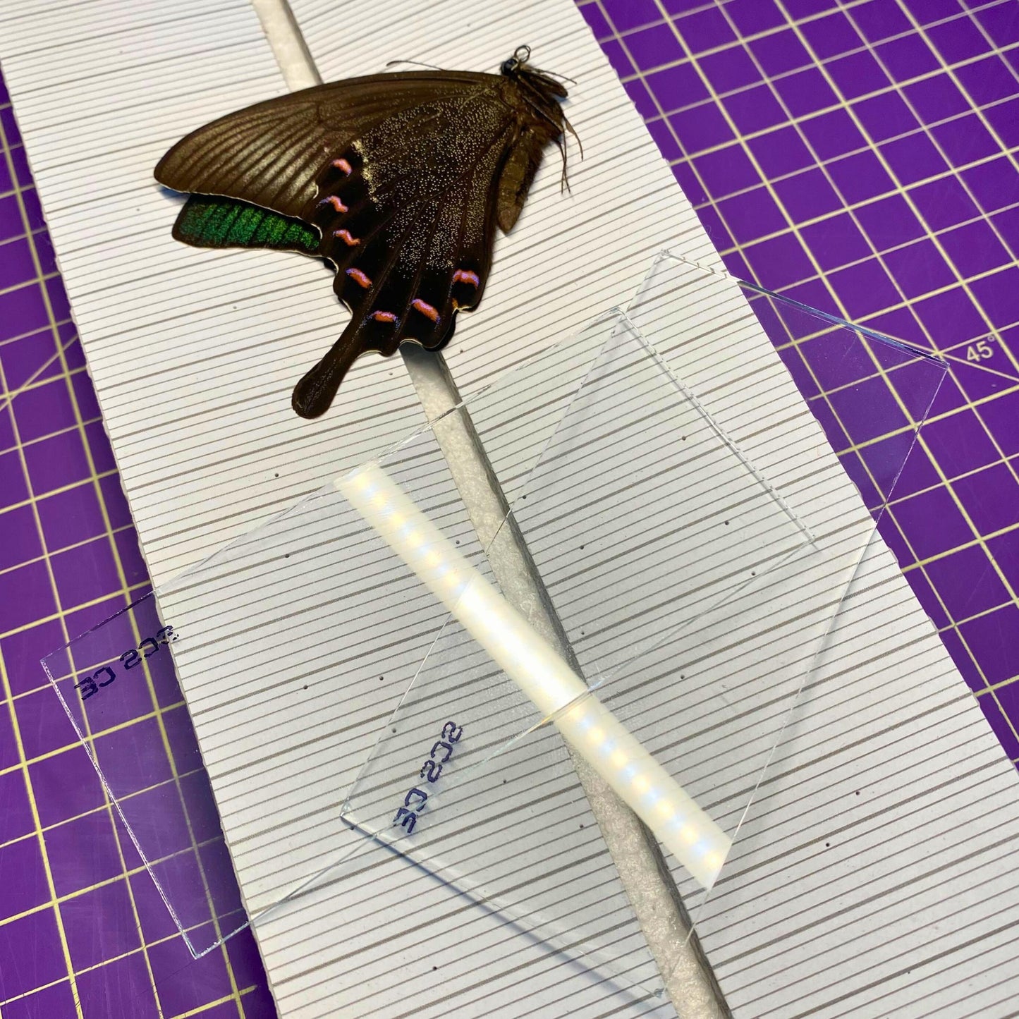 lames de verre pour étalage de papillons