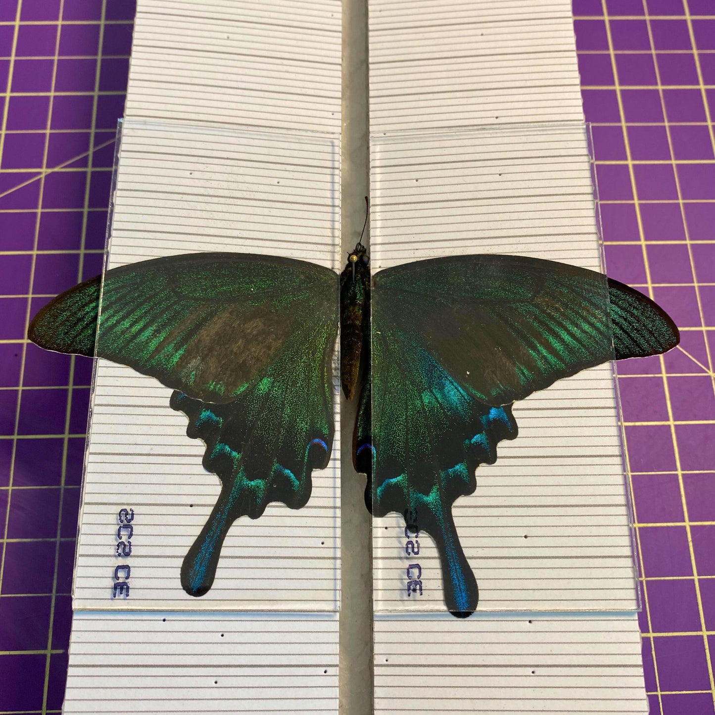 insecte pinning glass slidesglass panels pour papillons