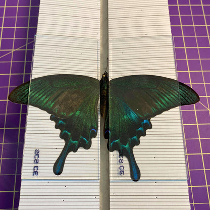 insecte pinning glass slidesglass panels pour papillons