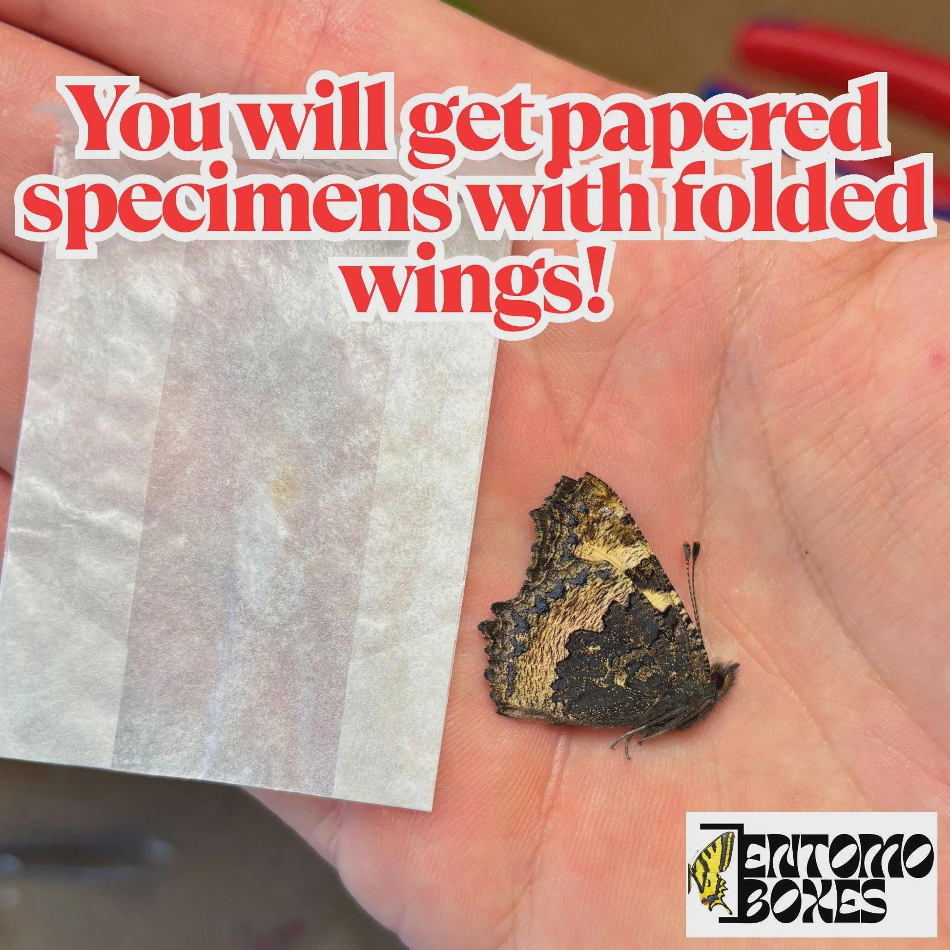 Spécimen papillon Inachis io non étalé aux ailes repliées à côté d'une pochette en papier cristal