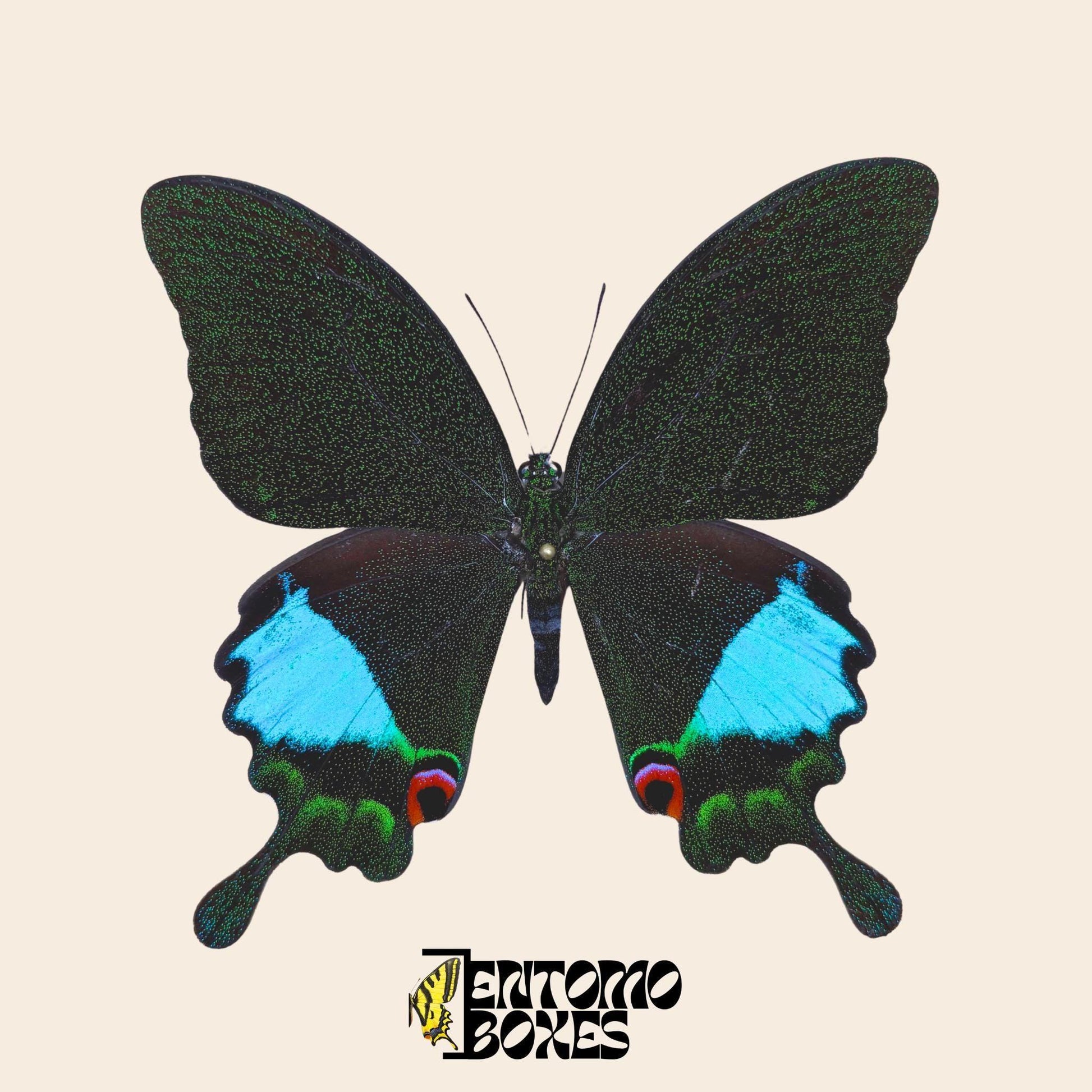 papilio karna étalé mâle véritable spécimen