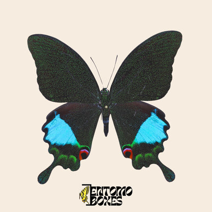 papilio karna étalé mâle véritable spécimen