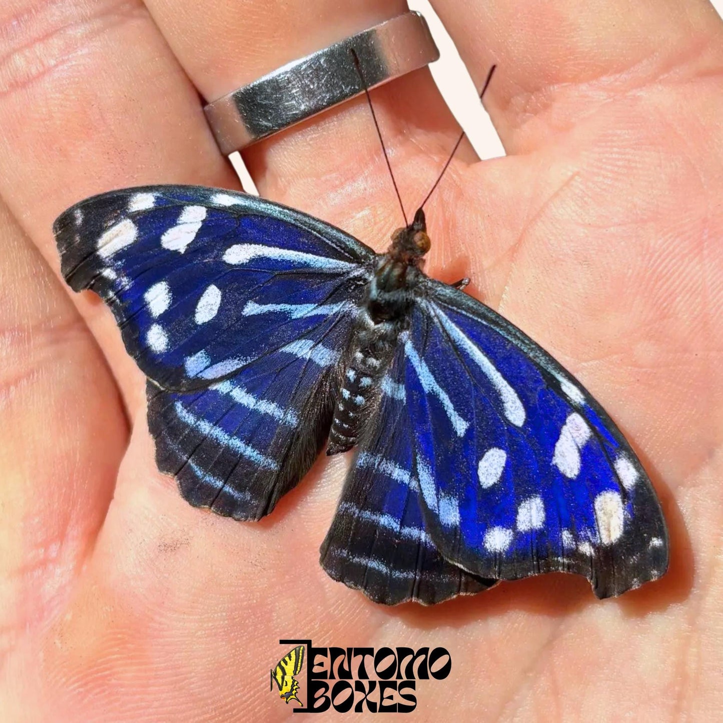 Myscelia cyaniris mâle papillon sur hand