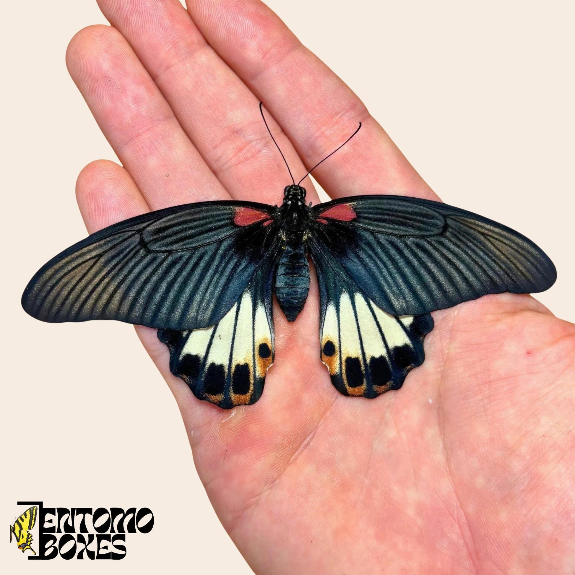 papilio memnon femelle papillon sur hand