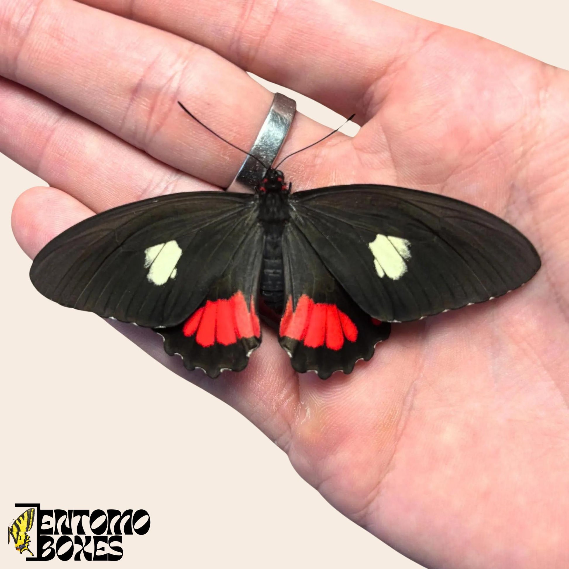 parides species de papillon sur hand
