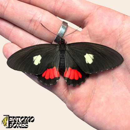 parides species de papillon sur hand