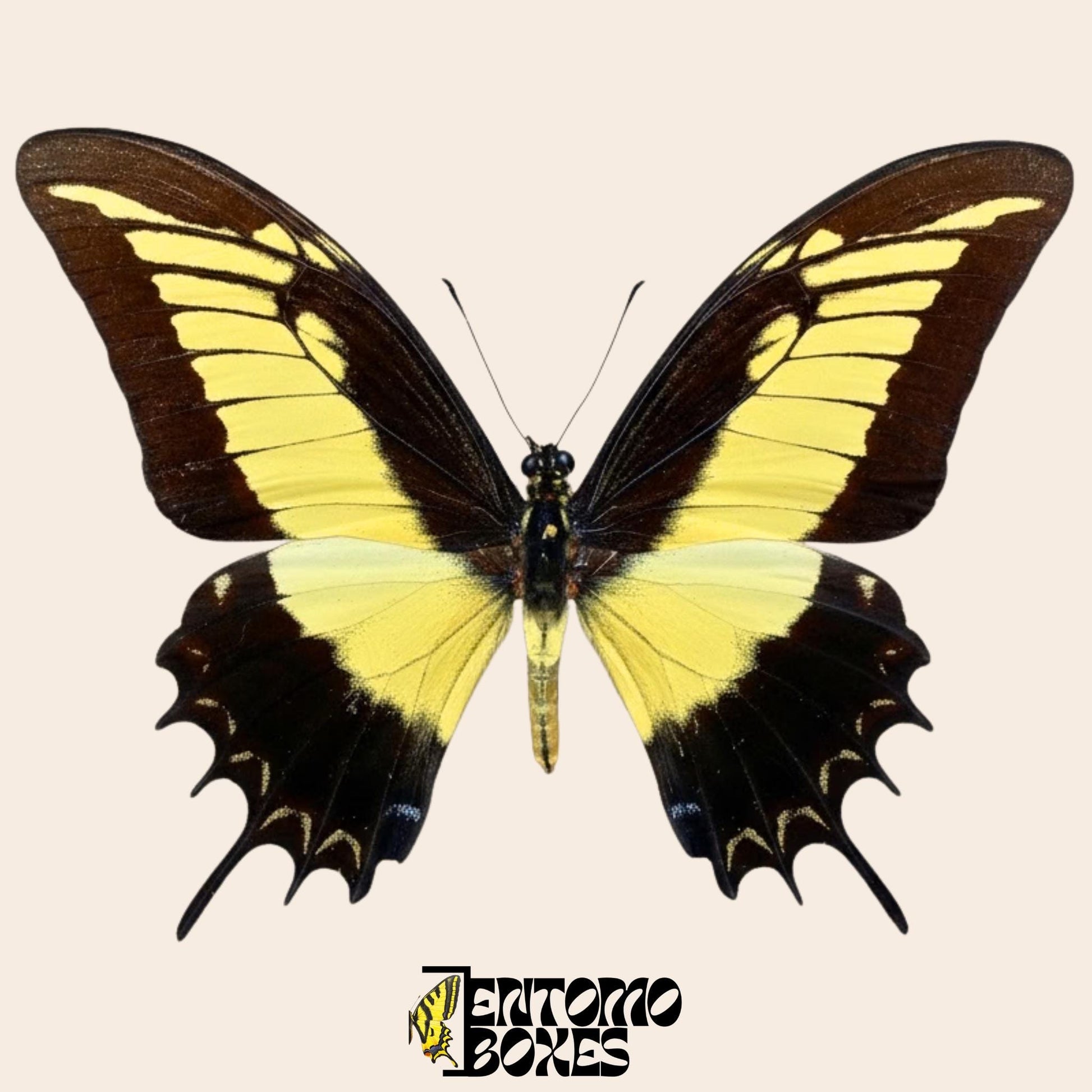 Papilio androgeus étalé swallowtail papillon