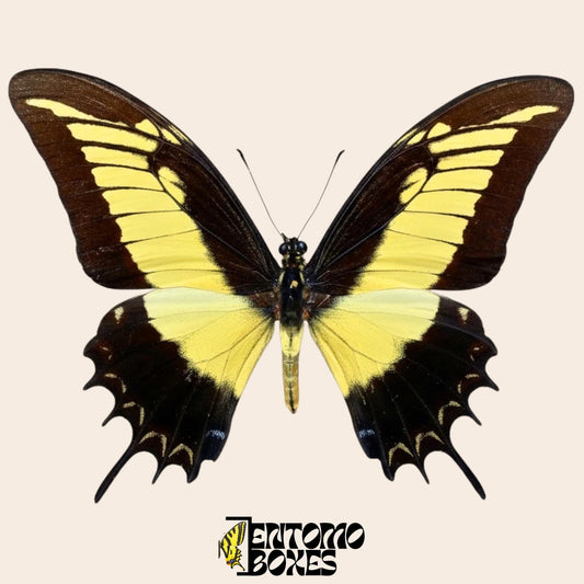 Papilio androgeus étalé swallowtail papillon