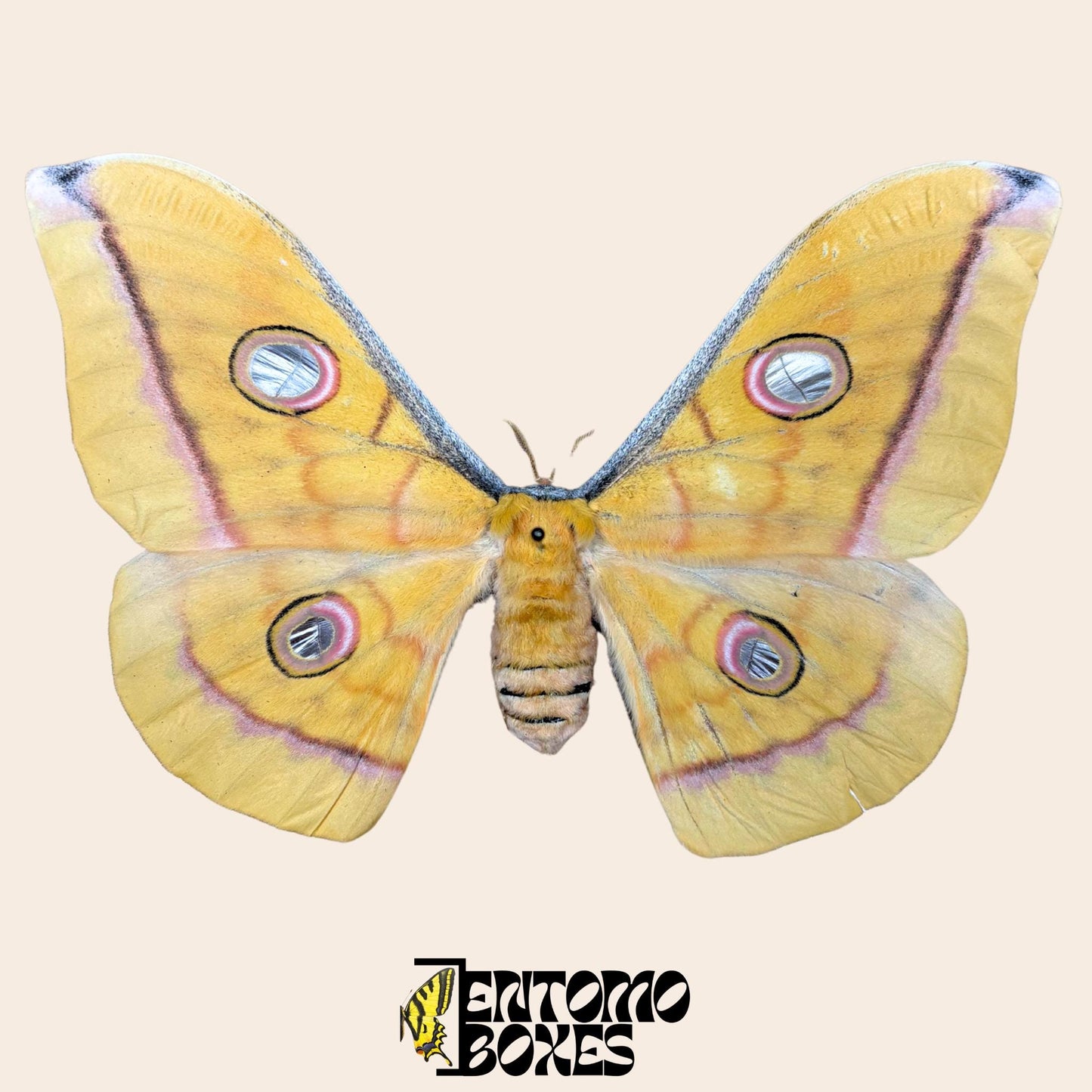 Antheraea pernyi Antheraea pernyi jaune femelle