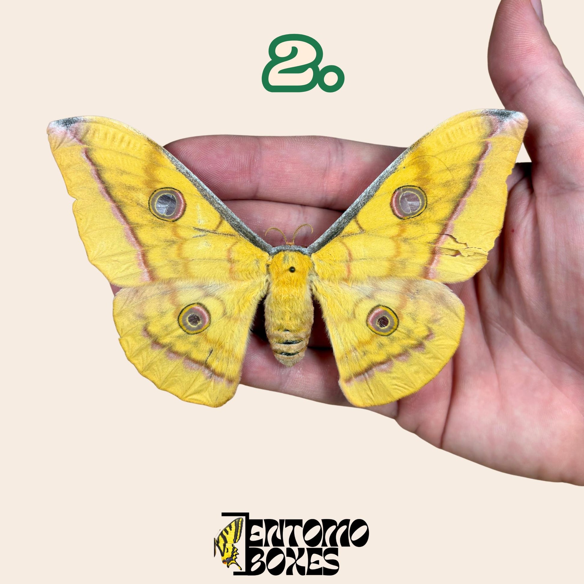 Antheraea pernyi Antheraea pernyi jaune femelle