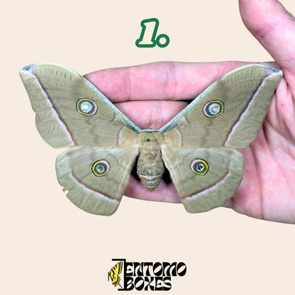 Antheraea pernyi Antheraea pernyi gris femelle