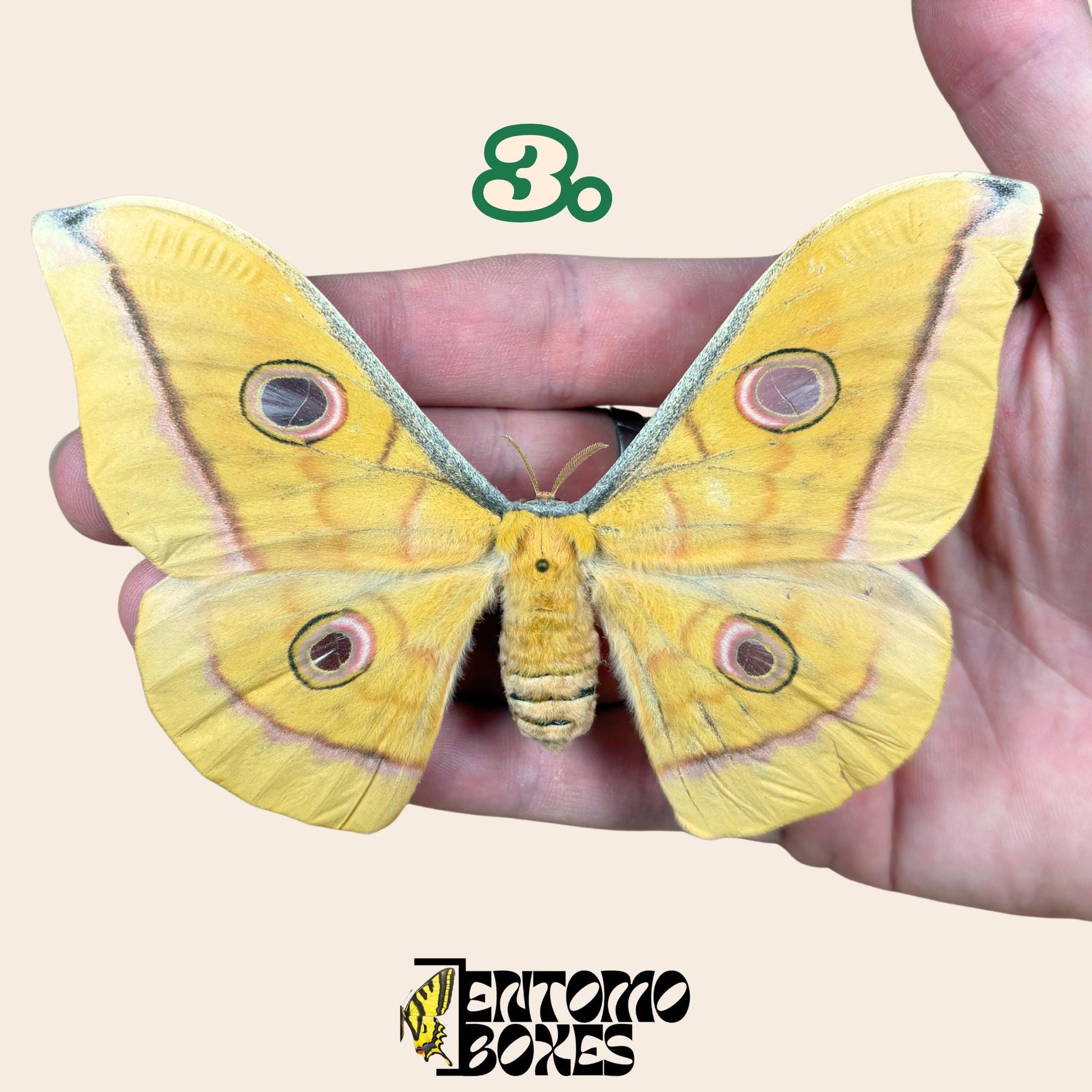 Antheraea pernyi Antheraea pernyi jaune femelle