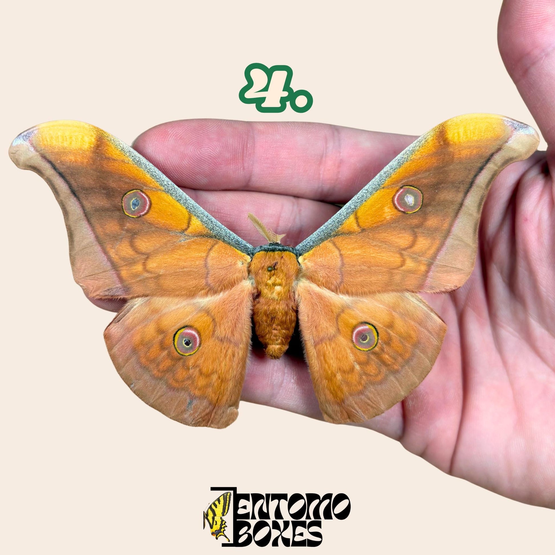 Antheraea pernyi Antheraea pernyi mâle