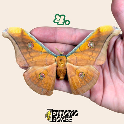 Antheraea pernyi Antheraea pernyi mâle
