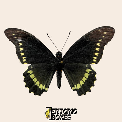 Battus polydamas  étalé papillon