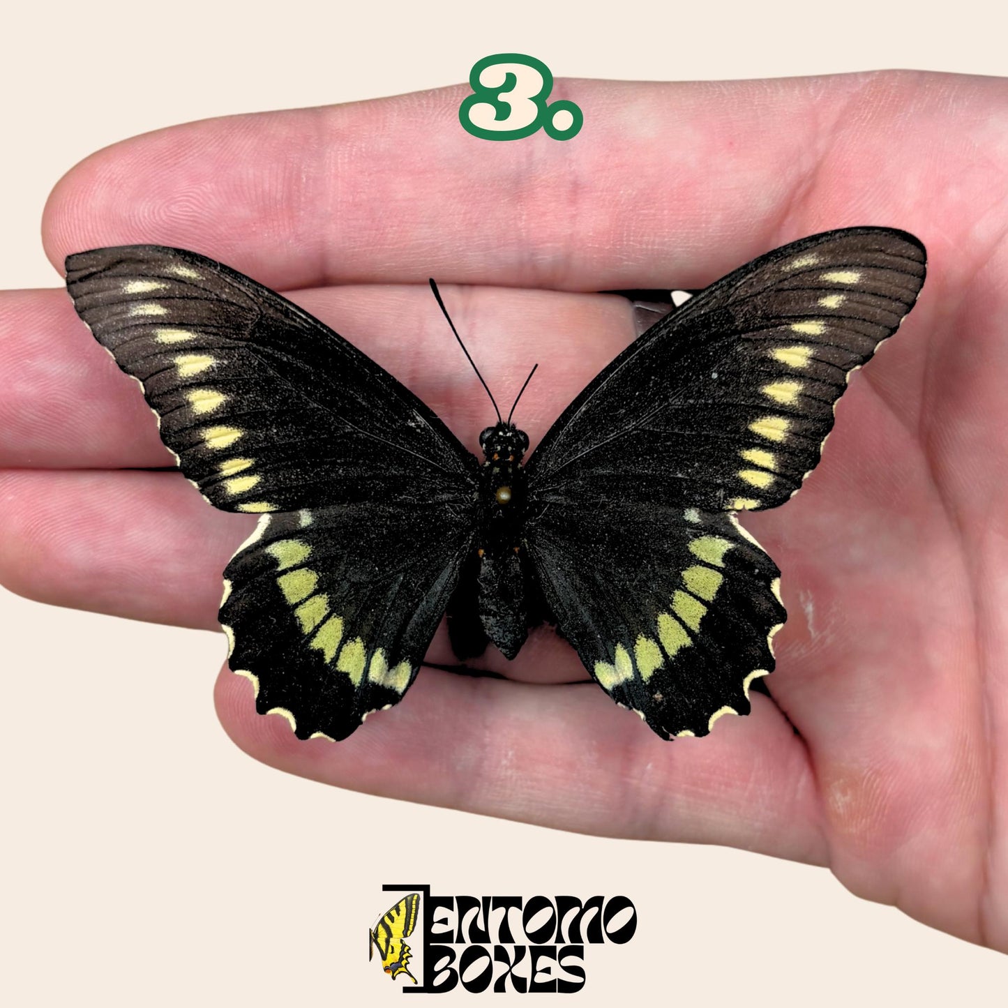 Battus polydamas  étalé papillon