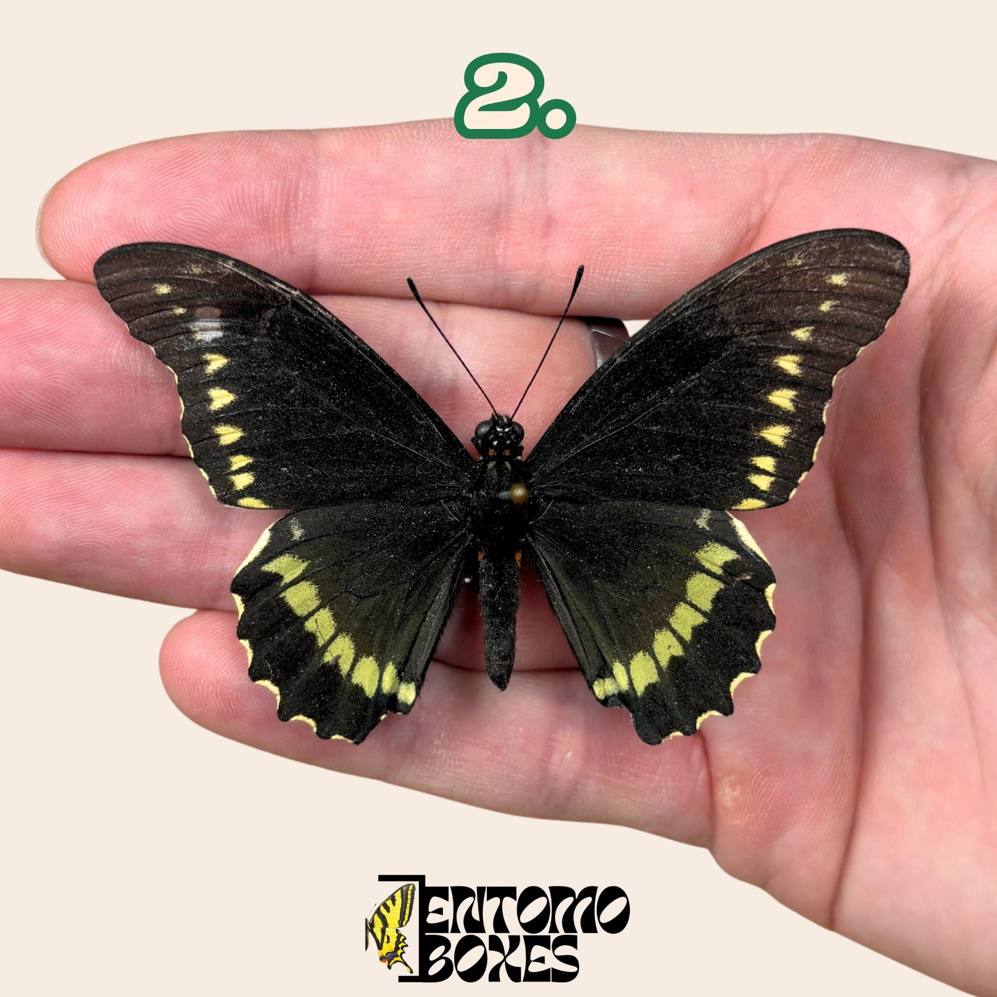 Battus polydamas  étalé papillon