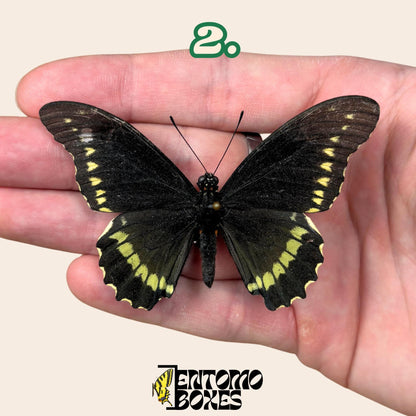 Battus polydamas  étalé papillon