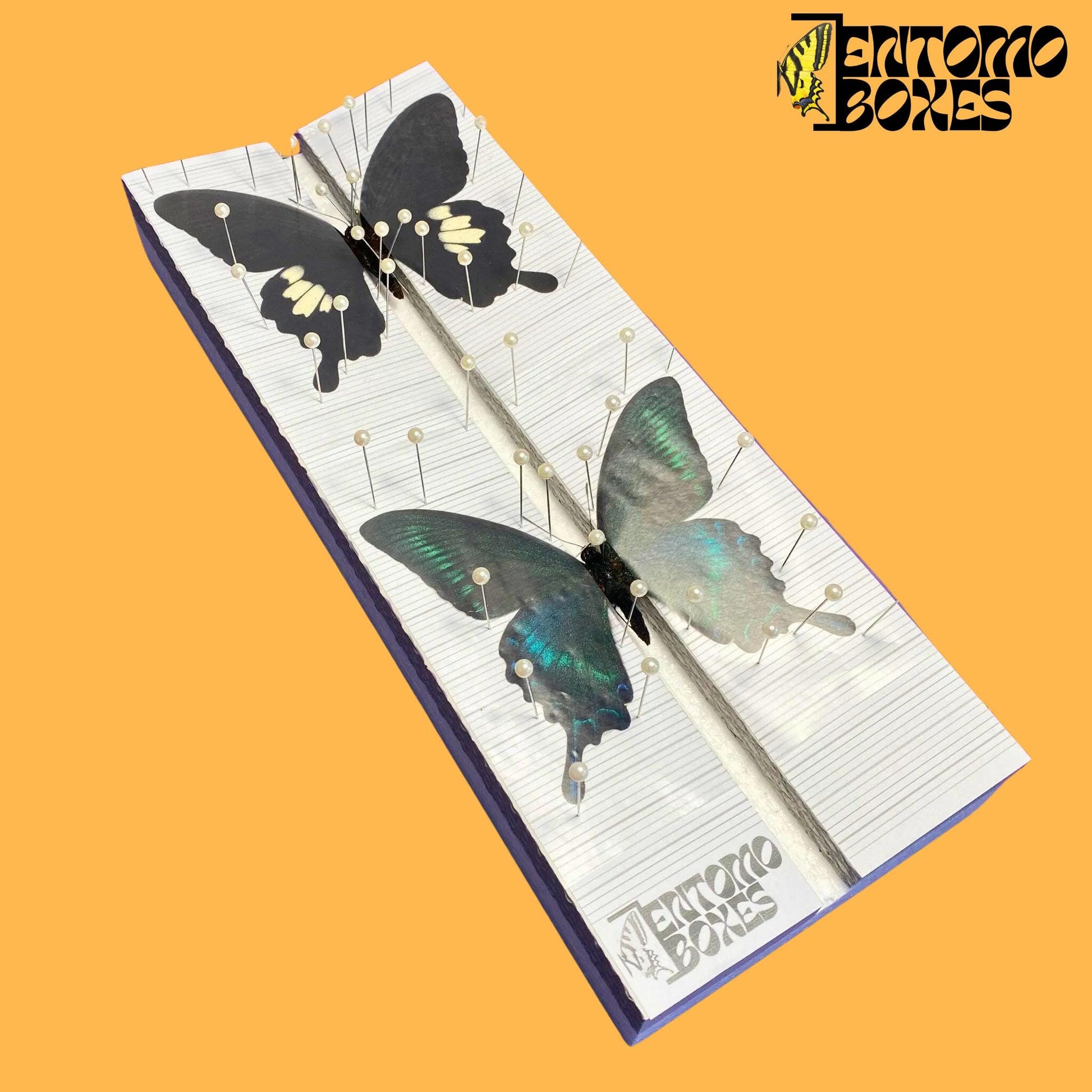 papilio helenus et papilio maackii sur étaloir