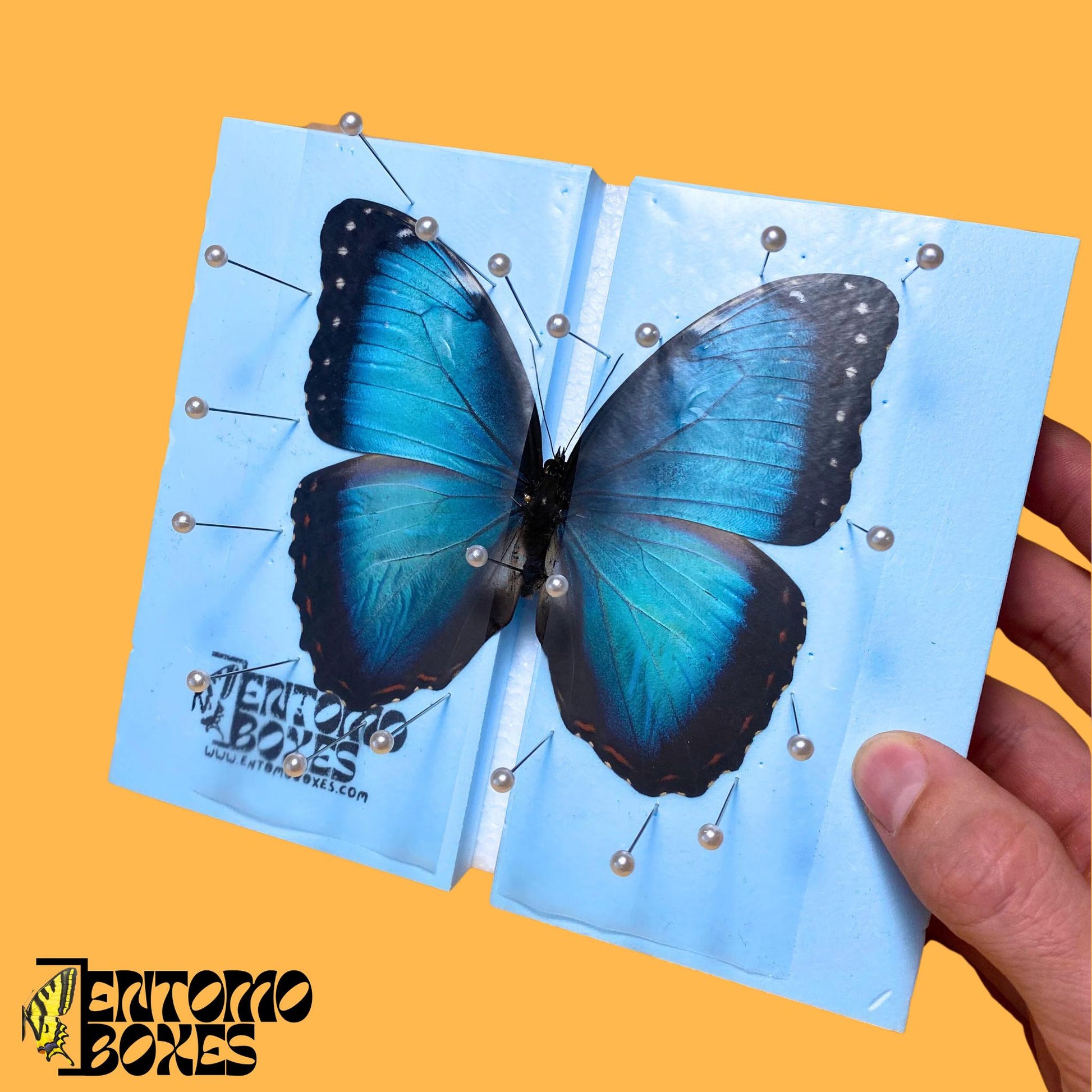 bleu morpho papillon sur étaloir