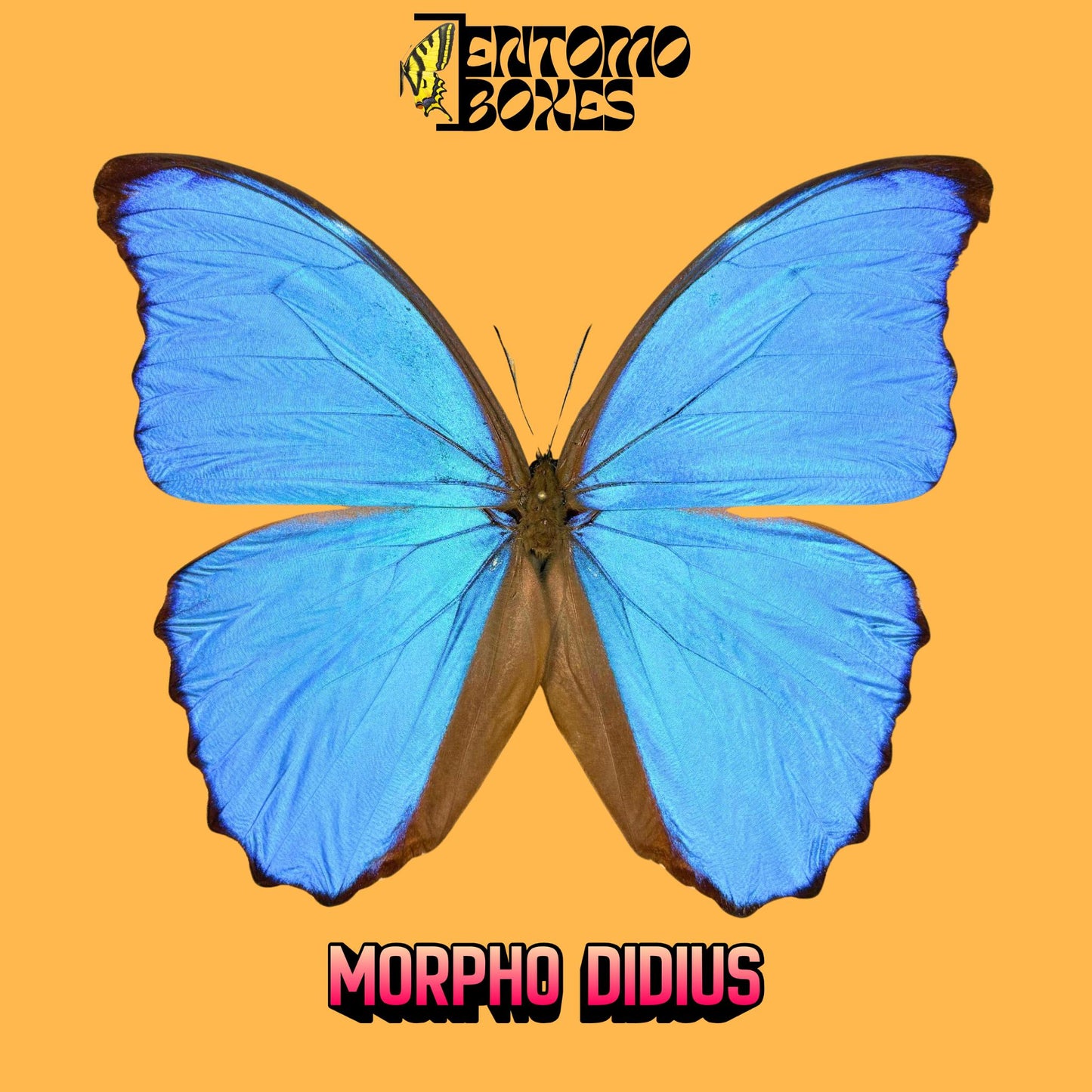 morpho didius mâle étalé