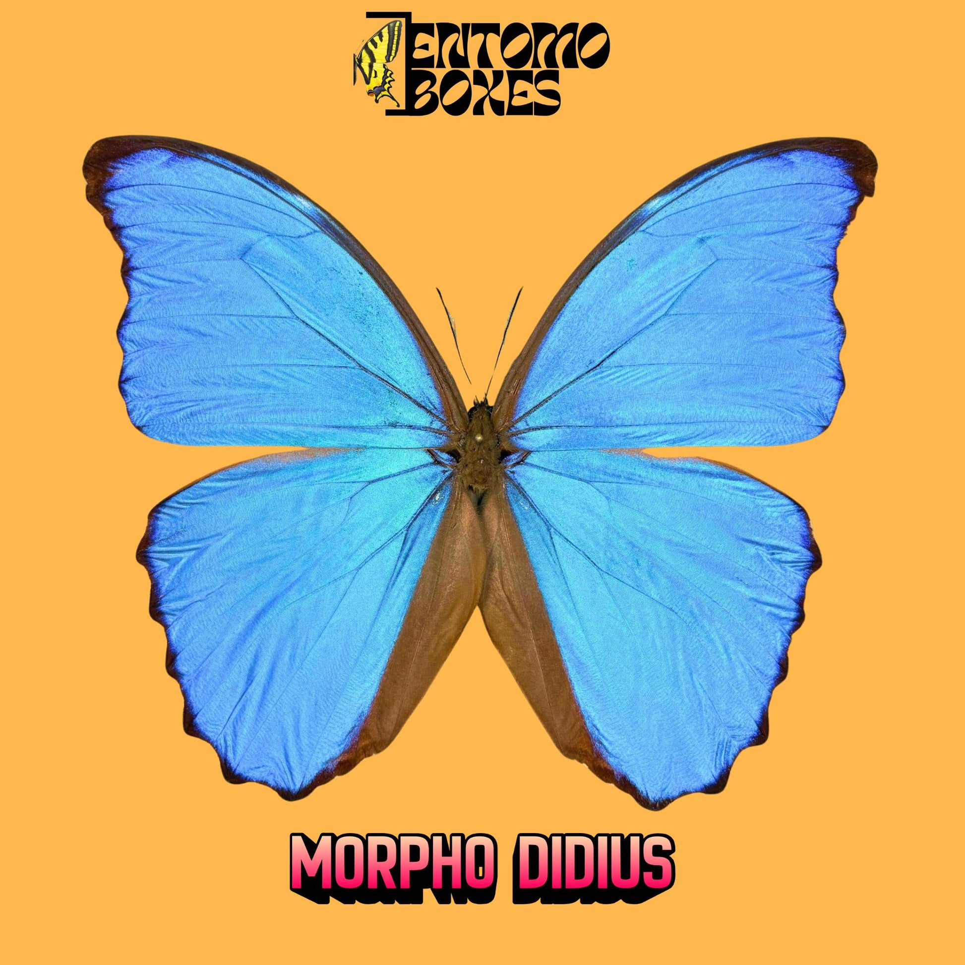 morpho didius mâle étalé