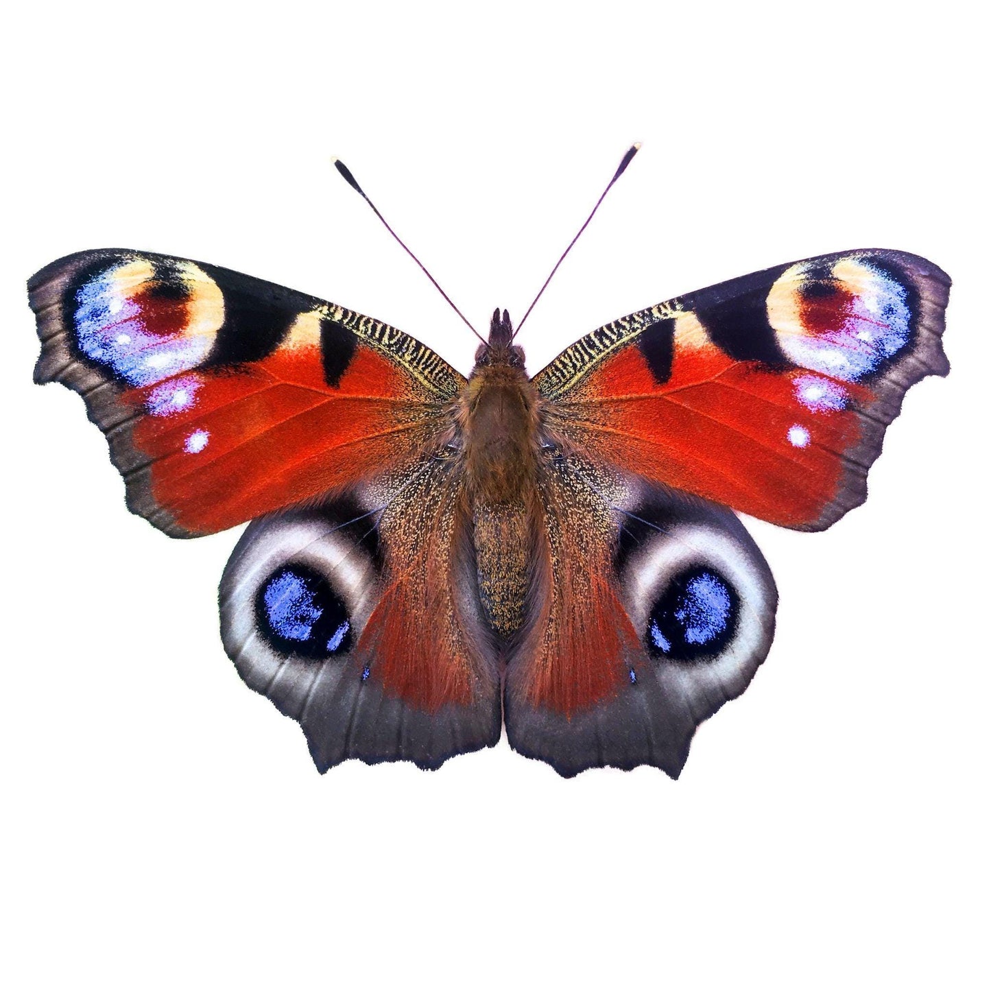 Paon du jour (Inachis io) ailes déployées, ailes orange avec des ocelles bleus et des marques noires