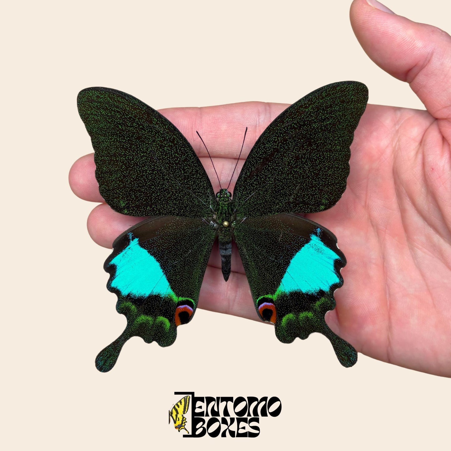 papilio karna étalé mâle véritable spécimen