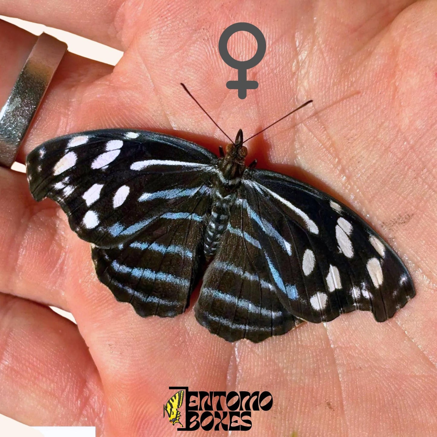Myscelia cyaniris femelle papillon sur hand
