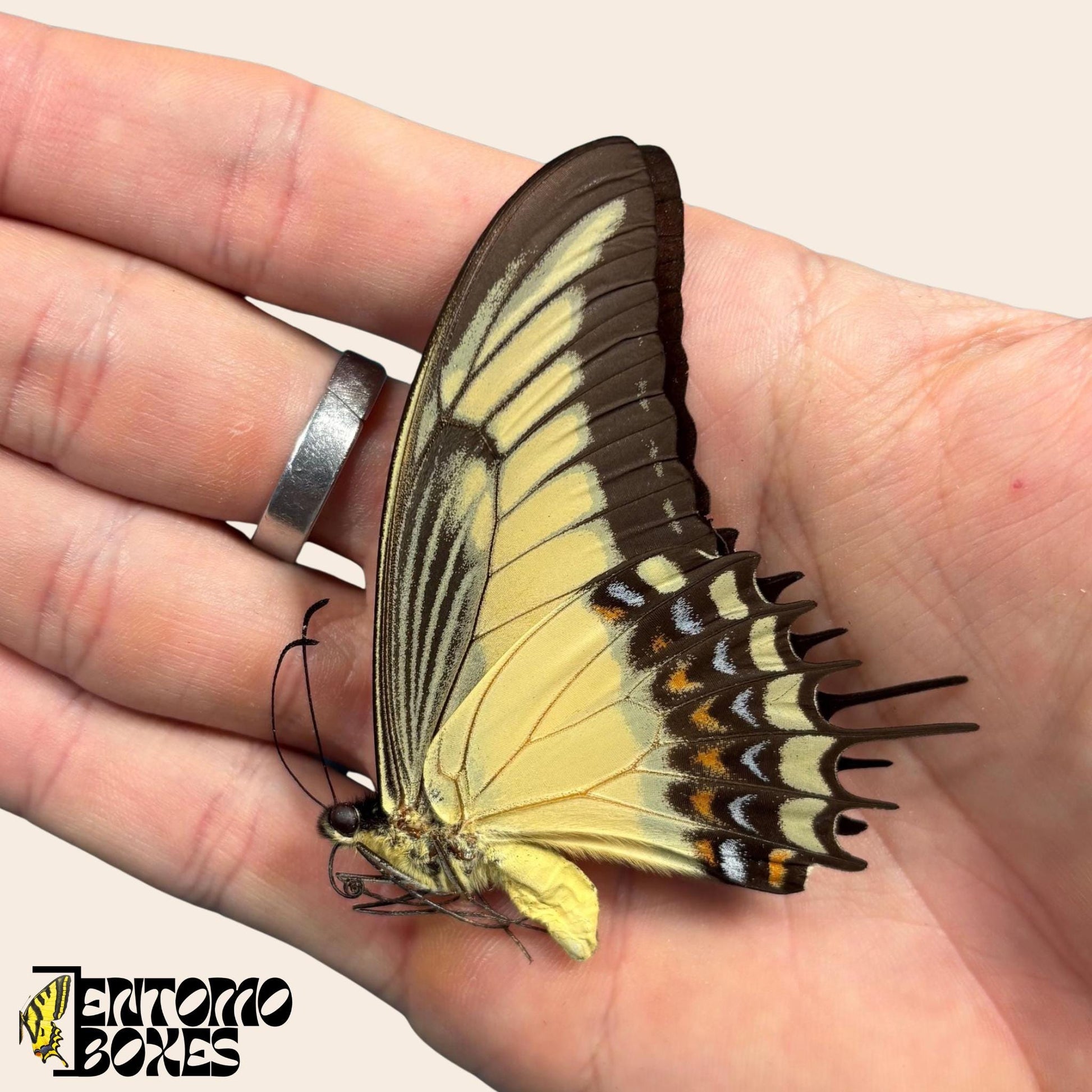 Papilio androgeus closed ailes swallowtail papillon