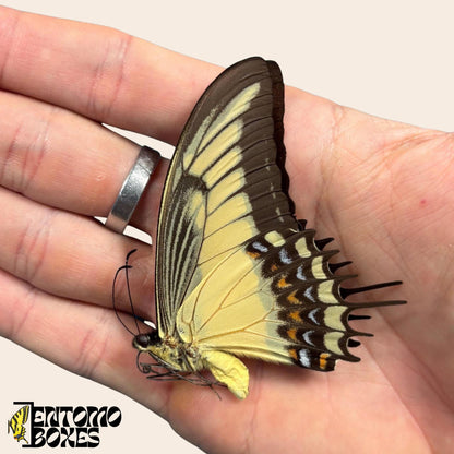 Papilio androgeus closed ailes swallowtail papillon