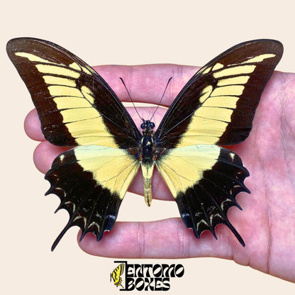 Papilio androgeus étalé swallowtail papillon