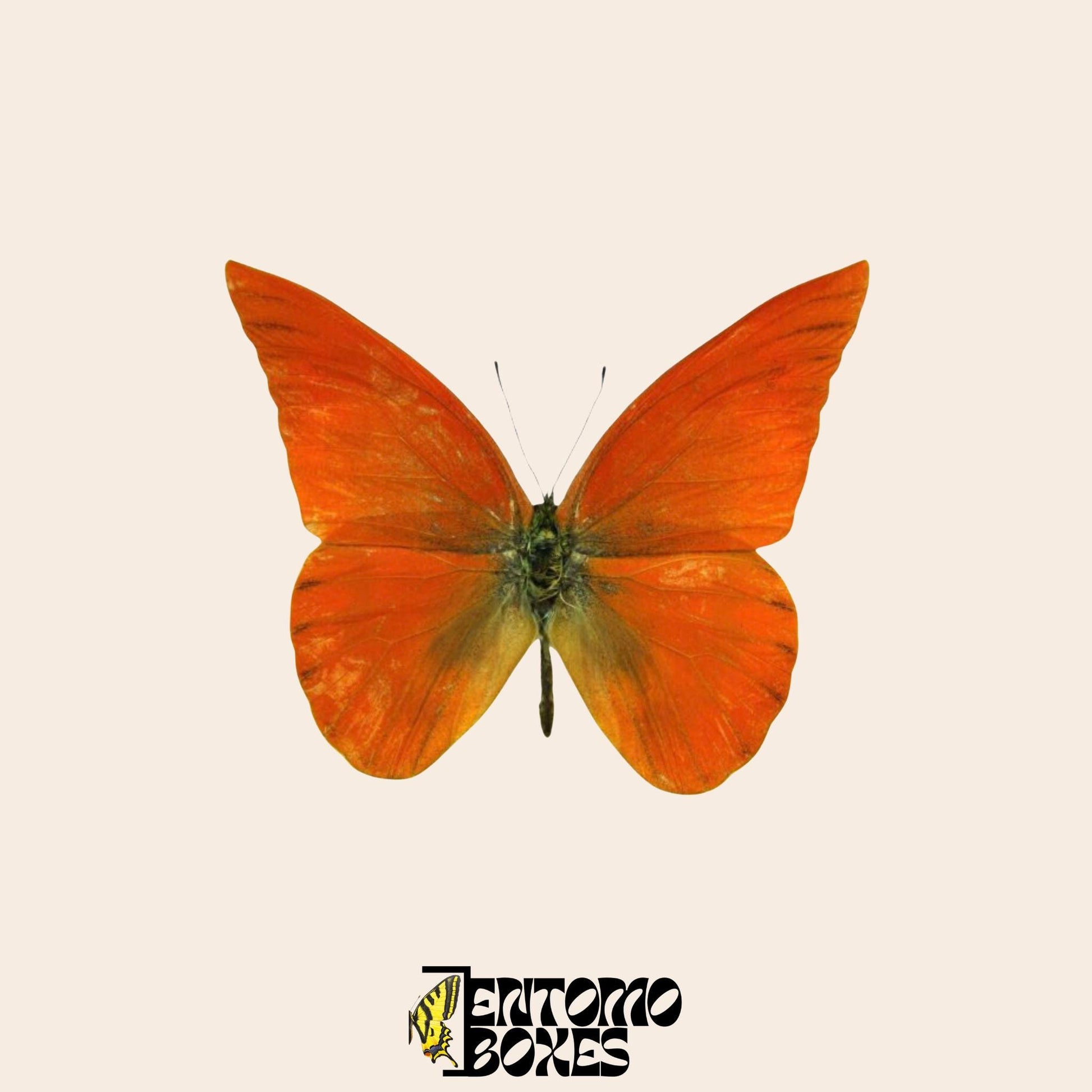 Appias nero papillon