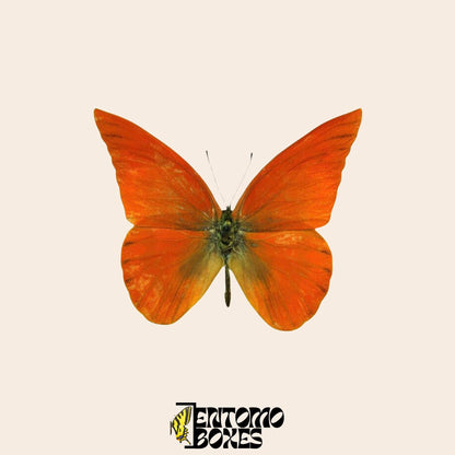 Appias nero papillon