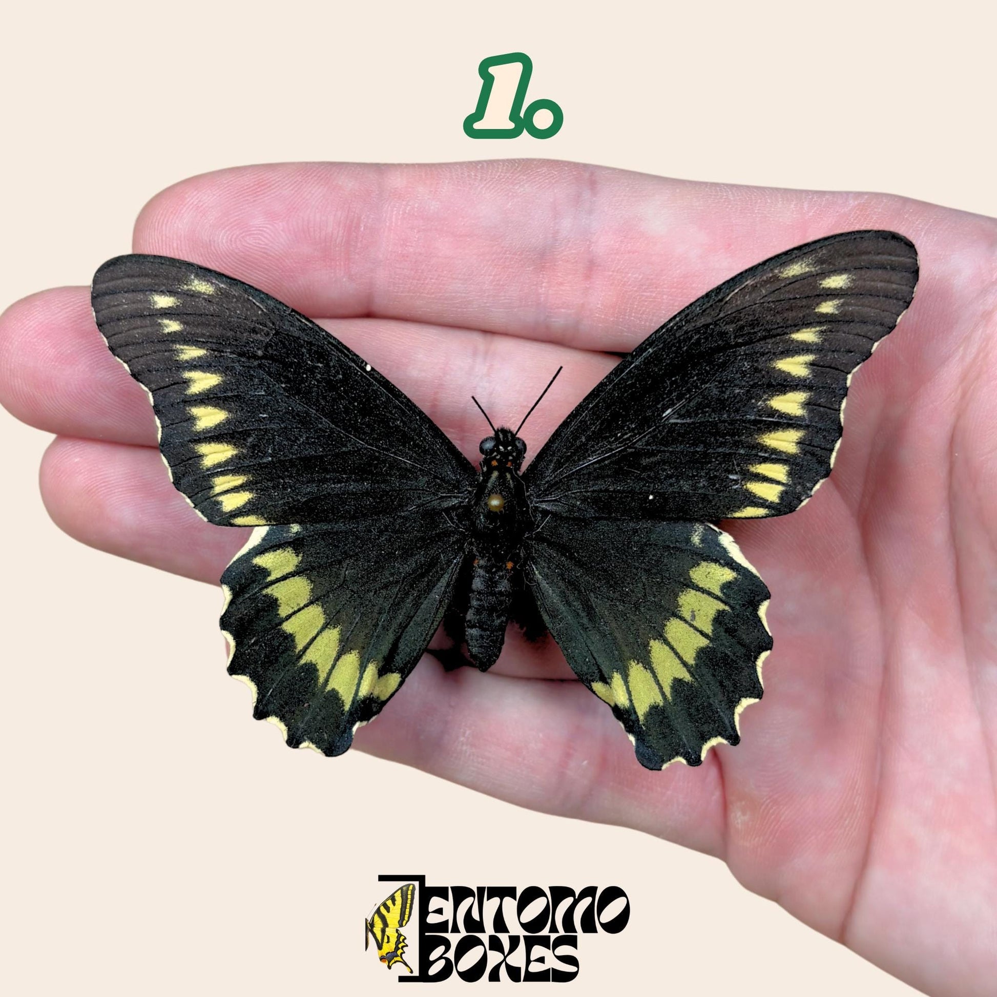 Battus polydamas  étalé papillon