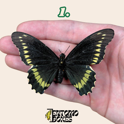 Battus polydamas  étalé papillon