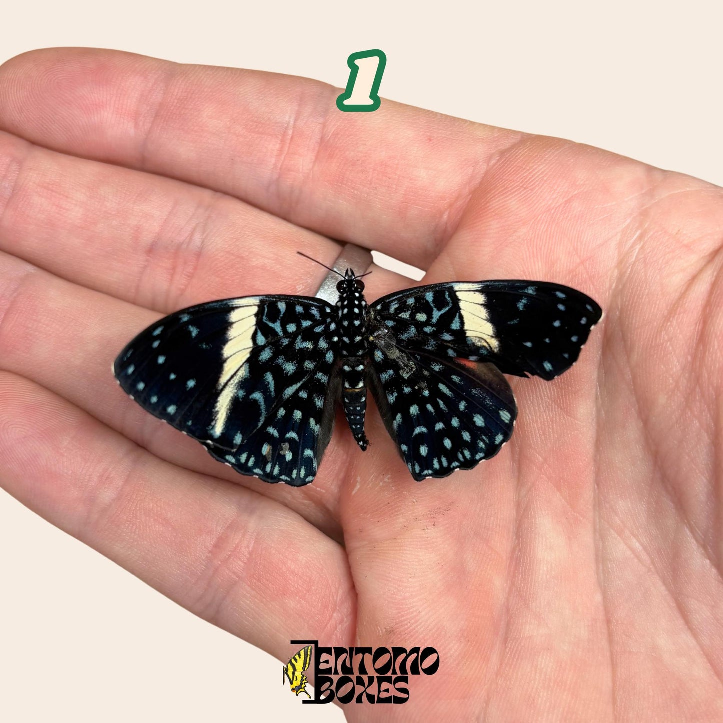 hamadryas papillon sur hand
